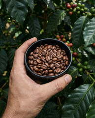 Close-up of a hand holding a dark bowl filled with roasted coffee beans, set against a backdrop of green coffee plant leaves and ripening cherries.