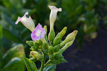 Flowers and flower buds on tobacco stem on dark background
