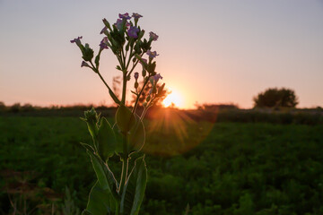 Stem of blooming tobacco on a field at sunset backlit