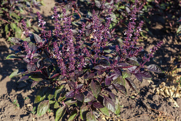 Bush of blooming of the purple basil on a field