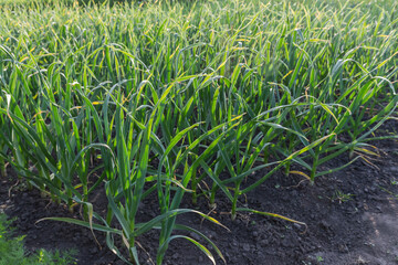 Planting of the young garlic on field in sunny morning