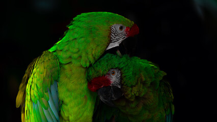 Two green macaw pair parrots taking care on the black background © Юрий Крылов