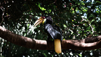 African hornbill bird on the tree © Юрий Крылов