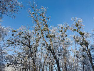 Deciduous tree tops with mistletoe covered with ice and snow