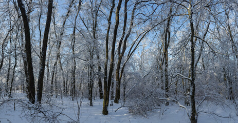 Old locust trees in forest covered with snow and hoarfrost
