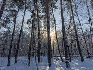 Naklejka premium Section of winter snowy forest with fallen trees in sunny day