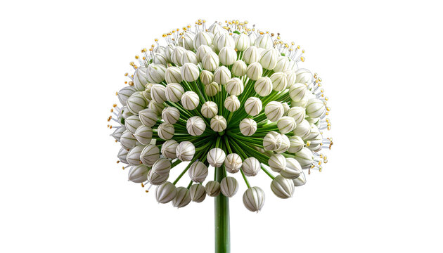 Close-up macro of a beautiful white Allium flower head with closed buds forming a perfect sphere. Detailed botanical shot isolated on transparent background, ideal for floral design and nature concept