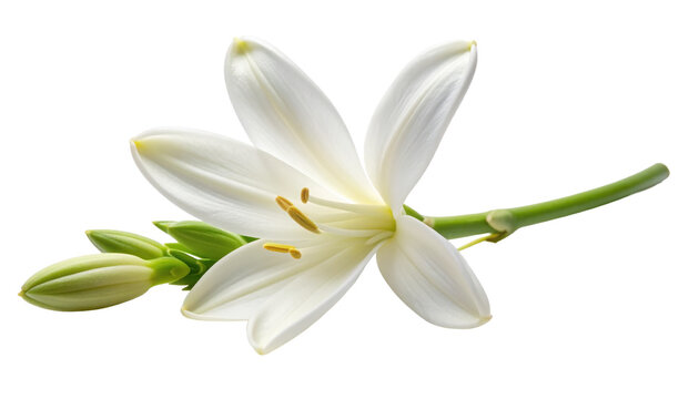A delicate white lily flower with elegant petals, yellow stamens, a green stem, and unopened buds, showcased in a detailed macro shot with a transparent background for easy compositing.