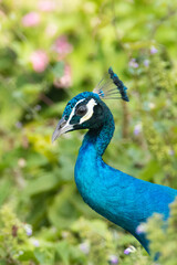Peafowl head close up shot in bright daylight