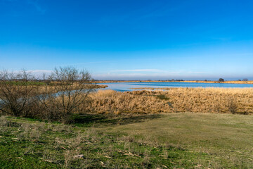 Fototapeta premium A vibrant natural landscape featuring a calm body of water surrounded by tall, dry reeds under a clear blue sky. In the foreground grass and bare shrubs provide contrast to the wetland environment.