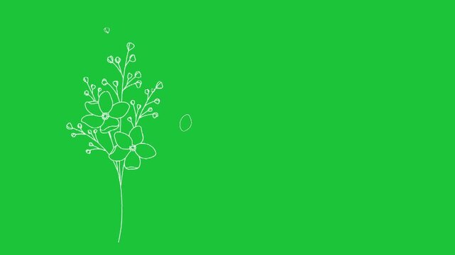 Hand drawn flower line art animation on green background floral design nature illustration loopable video