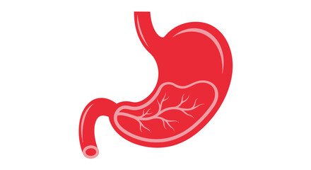 Fototapeta premium A detailed illustration of a human stomach with internal anatomy visible