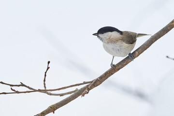 Marsh tit bird sitting on a branch in winter season (Poecile palustris)