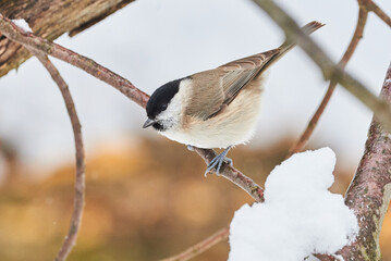 Marsh tit bird sitting on a branch in winter season (Poecile palustris)