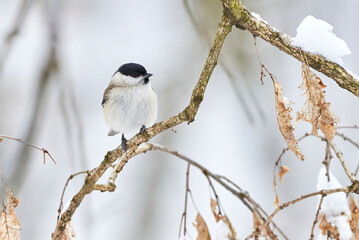 Naklejka premium Marsh tit bird sitting on a branch in winter season (Poecile palustris)