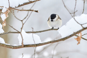 Marsh tit bird sitting on a branch in winter season (Poecile palustris)