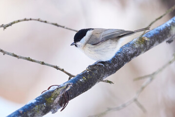 Marsh tit bird sitting on a branch in winter season (Poecile palustris)

