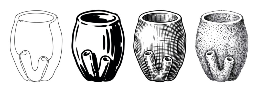 Set of four sea squirt illustrations in different artistic styles, showcasing continuous line art, bold ink drawing, detailed engraving, and classic stippling techniques