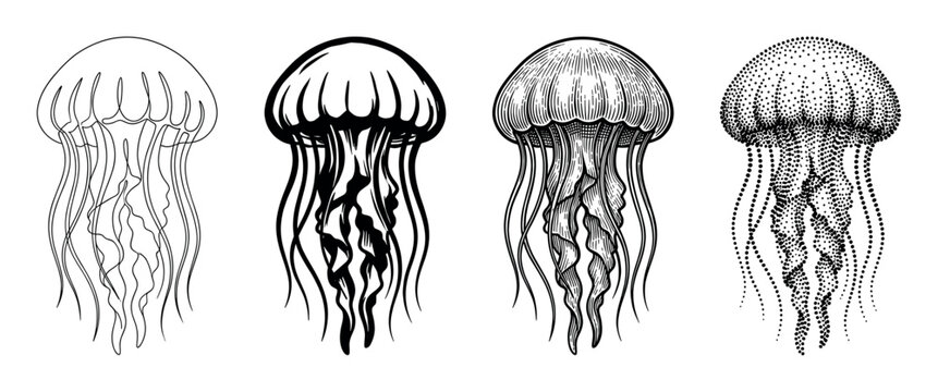 Four jellyfish illustrations in different artistic styles including line art, engraving, stippling, and silhouette, showing a progression of graphic techniques for marine life drawings