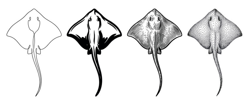 Collection of four stingray fish illustrations presented in diverse black and white graphic styles from simple outline and silhouette to detailed engraving and stippling