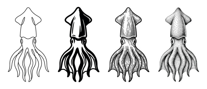 Collection of four squid illustrations showing different artistic styles including simple line art, solid graphic, vintage engraving, and modern stippling for marine life concepts