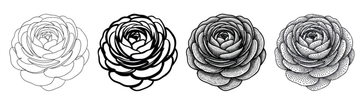 Four black and white ranunculus flower illustrations showing a progression of artistic styles from simple line art and bold outline to detailed engraving and stippling techniques
