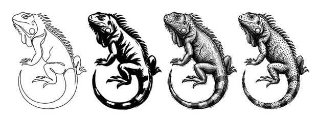 Four black and white iguana illustrations in a set of different artistic styles, including minimalist line art, bold stencil, detailed engraving, and classic dotwork stippling