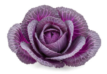 Fototapeta premium Fresh purple cabbage head isolated on white background for food and health