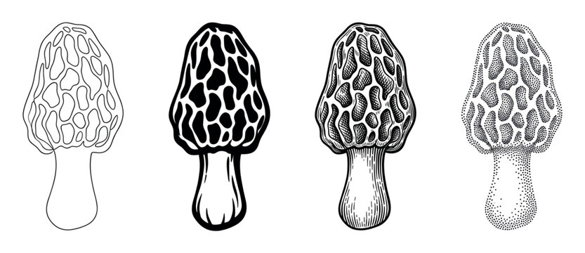 Four morel mushroom illustrations in different artistic styles showing a collection of drawing techniques like line art, engraving, stippling, and silhouette