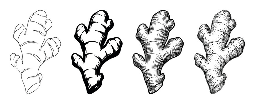 Four black and white ginger root illustrations showcase different artistic styles like continuous line drawing, bold brush strokes, detailed engraving, and stippling