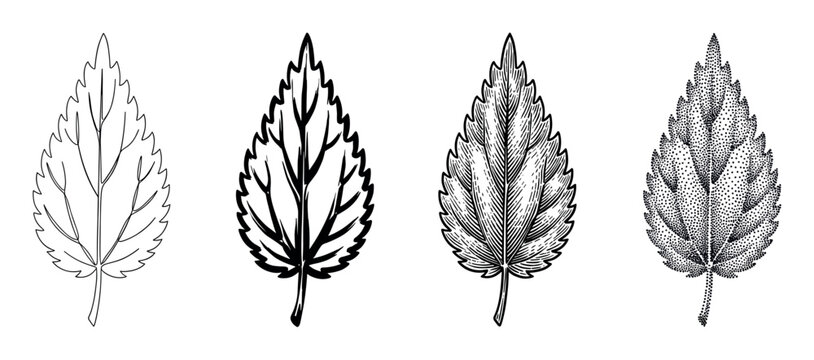Four black and white nettle leaf illustrations showing different artistic styles including simple line art, bold ink drawing, vintage engraving, and modern stippling
