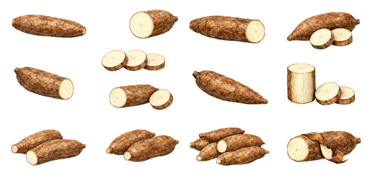 A charming watercolor collection of cassava root clipart, including whole tubers, sliced rounds, peeled pieces, and textured brown skin.
