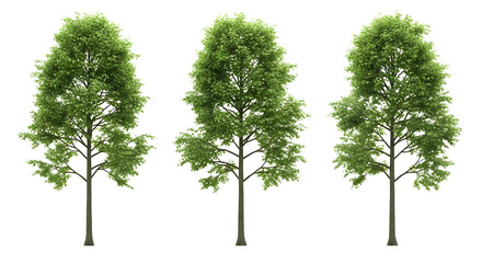 Obraz premium Three green trees with lush foliage standing together on transparent background