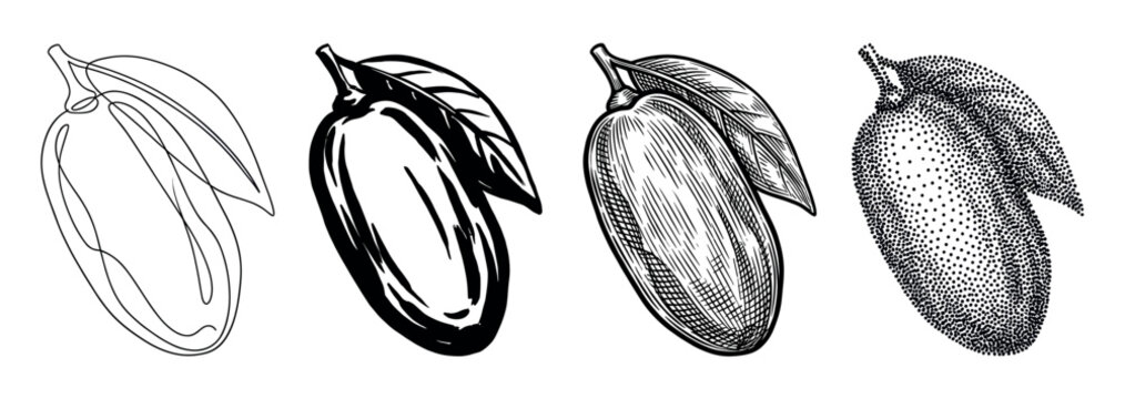 Set of four mango fruit illustrations showing different artistic styles from simple line art and bold ink to detailed engraving and modern stippling techniques in a monochrome design