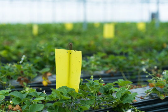 Yellow sticky trap for pest control in a strawberry field with green plants and black mulch film