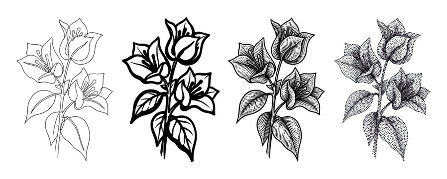 Set of four bougainvillea flower illustrations showcasing different artistic techniques from simple line art and bold outline to detailed engraving and stippling dotwork