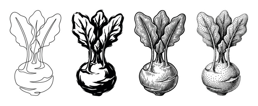 Four kohlrabi vegetable illustrations in different graphic styles showing a collection of artistic techniques like line art, brush stroke, detailed engraving, and stippling