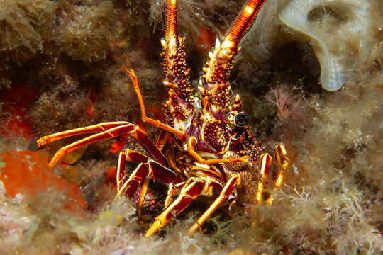 Guardian of the Reef: A European Spiny Lobster (Palinurus elephas) peeking out from a rocky crevice, Tamariu, Spain