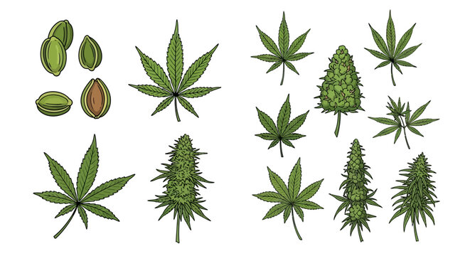 Botanical illustration of cannabis plant parts seeds and flowering buds