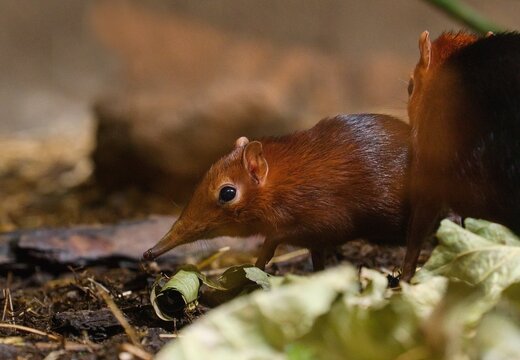 black and rufous sengi	