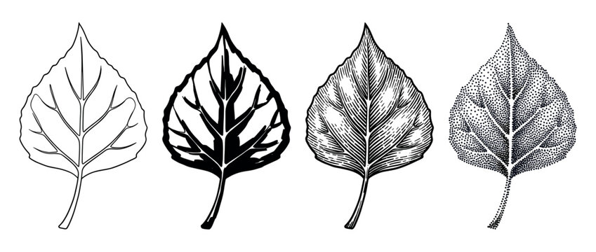 Four black and white poplar leaf illustrations show different artistic techniques including line art, silhouette, engraving, and stippling in a graphic collection of botanical elements