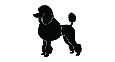A striking black poodle stands in profile a beautiful silhouette © MDRAYHAN