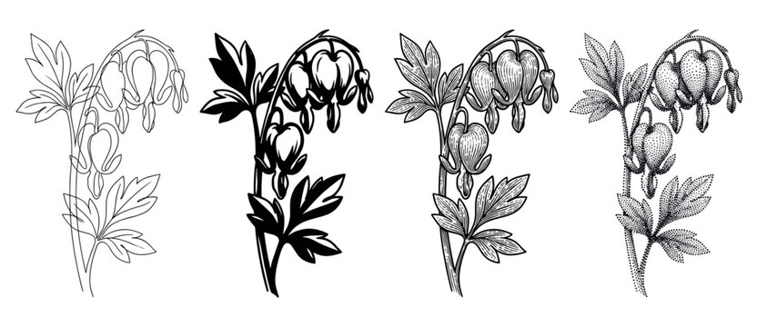 Set of four bleeding heart flower illustrations showcases various artistic techniques like line art, silhouette, vintage engraving, and stippling for a botanical design
