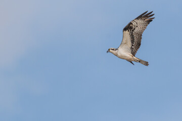 Obraz premium Osprey in flight against blue sky with copy space