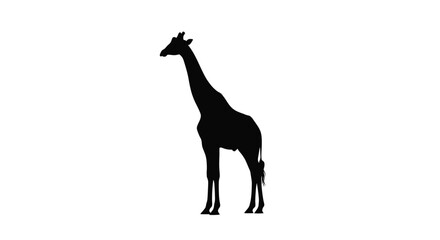 A striking black giraffe stands prominently against a white background silhouette © MDRAYHAN