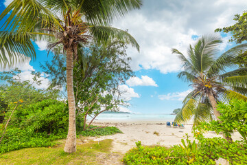 Obraz premium Palm trees by the sea in a tropical beach in Seychelles