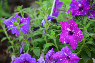 Vibrant Night Sky petunias with a unique spotted pattern. Lush blooms in a garden planter against a backdrop of lush green foliage.