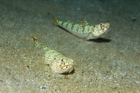 Sand Ambush: An Atlantic Lizardfish (Synodus saurus) buried in the seabed with a second individual swimming above, Tamariu, Spain
