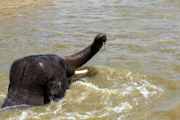 Naklejka premium Asian Elephant (Elephas maximus)