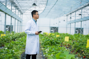 Obraz premium Scientist monitoring strawberry cultivation in a modern greenhouse with advanced agricultural technology